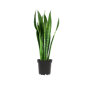 Sanseveria 'Zeylanica' (vrouwentong)